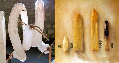 Condoms in ancient west.jpg